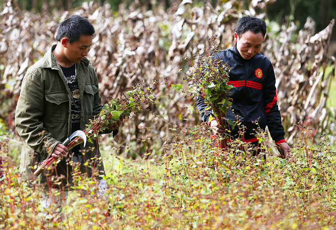 Experience northern Vietnam’s enchanting buckwheat harvest